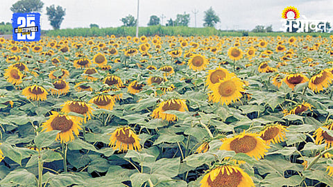 Sunflower Farming