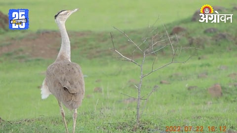 Great Indian Bustard