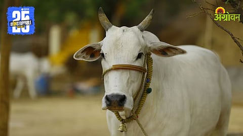 Indian Cow 