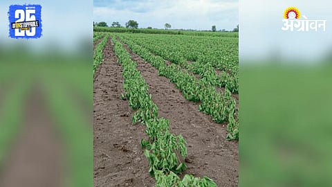 Cotton Crop Damage