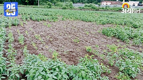 Crop Damage