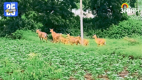 Wildlife Crop Damage