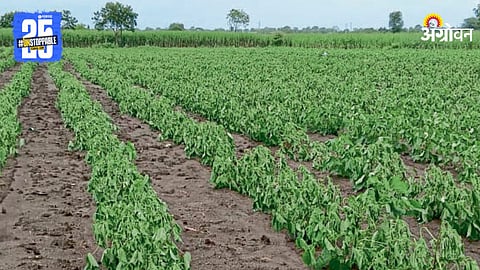 Agricultural Issue