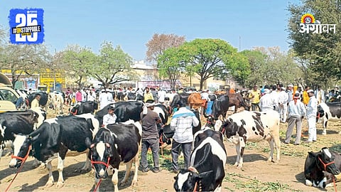 Cow Market