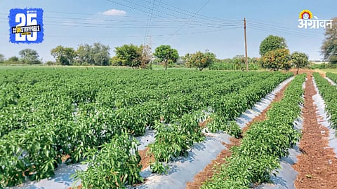 Agriculture
