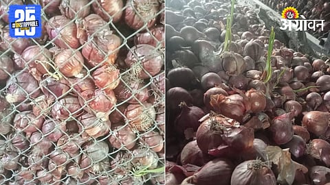Onion Damage