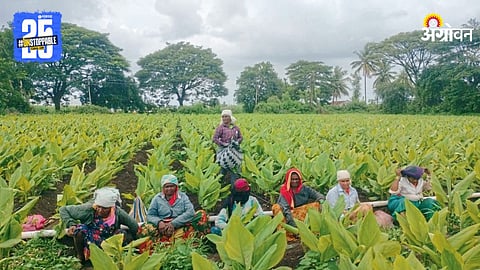Turmeric Farming