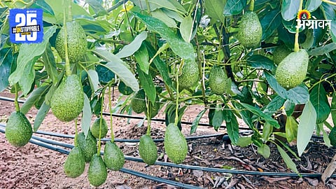 Avacado Farming