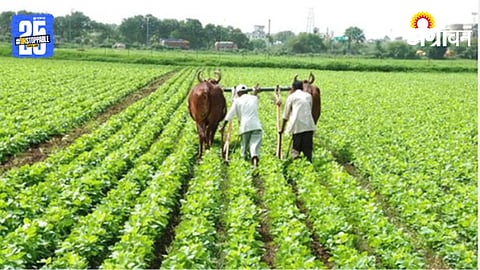 Crop Insurance