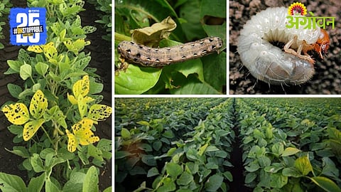 Soybean Pest Control