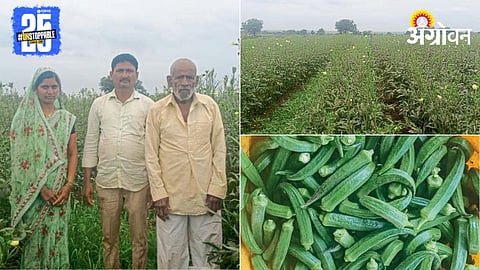 Okra Farming