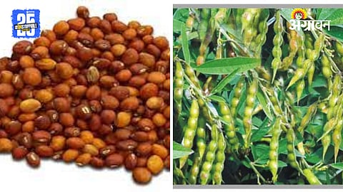 PigeonPea New Variety