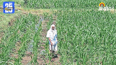 Crop In Crisis