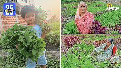 Vegetable Farming