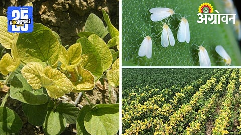 Soybean Yellow Mosaic
