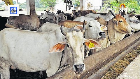 Gaurakshak In Maharashtra 