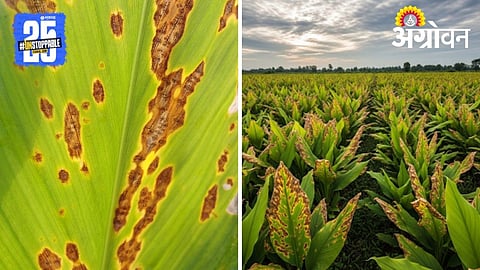 Leaf Spot in Turmeric