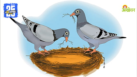 Pigeon