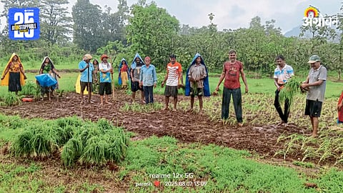 Ragi Cultivation