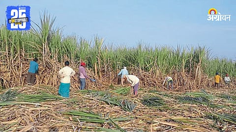 Sugarcane Workers