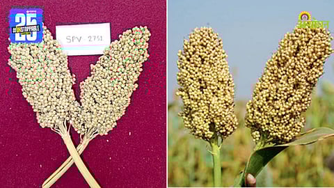 Jowar Variety