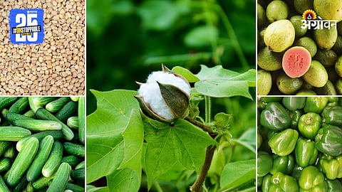 Agriculture Market Products