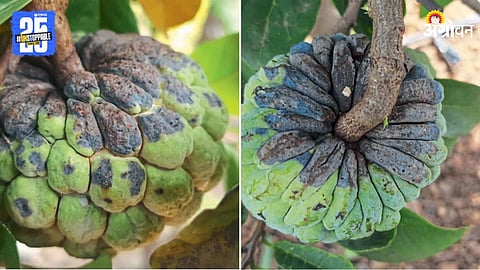 Black Spots on Custard Apple