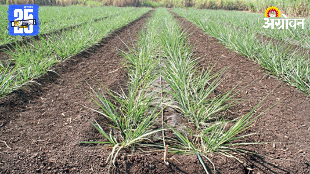 Sugarcane Farming