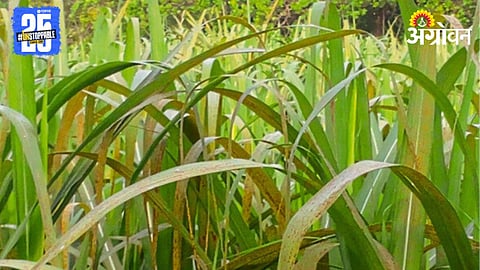 Sugarcane Disease