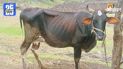 Desi Cow