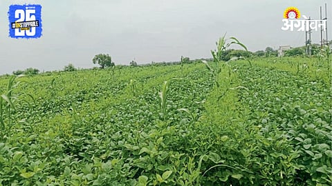 Kharif Crop