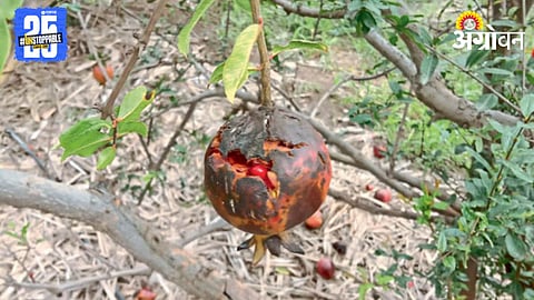 Pomegranate Disease