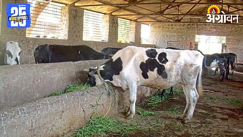 Animal Diet Management