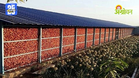 Onion Storage