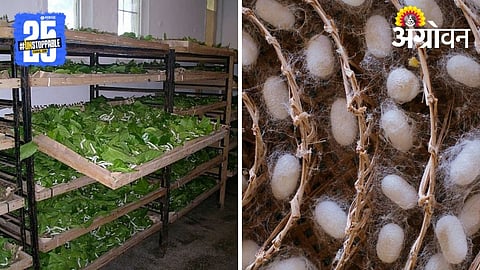 Sericulture Information