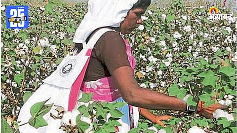Cotton Farm