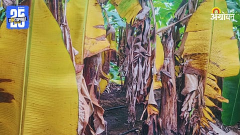 Banana Crop Loss