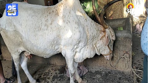 Lumpy Disease