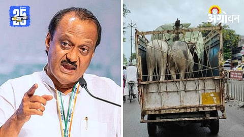 Cattle Transport