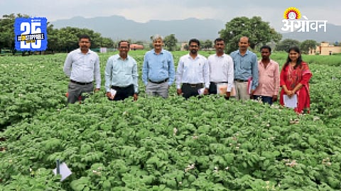 Potato Farming