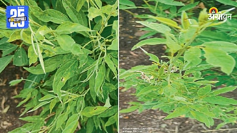 Tur Crop
