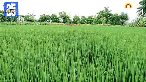 Paddy Farming 