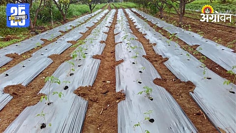 Mulching Farming 