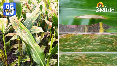 Leaf Blight in Maize
