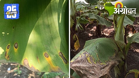 Banana Karpa Disease