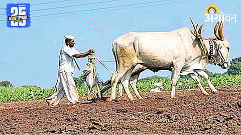 Kharif Sowing