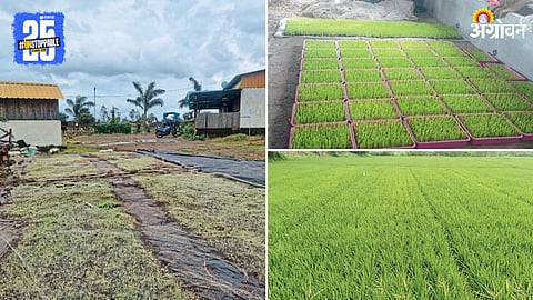 Cocopeat seedling tray method for paddy in Satara