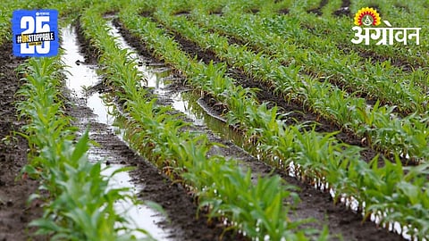Crop Protection in Heavy Rain