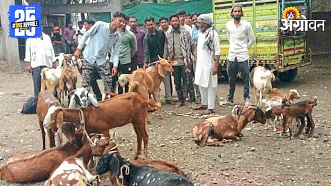 Goat Market