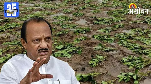 Heavy Rain Crop Damage Maharashtra 